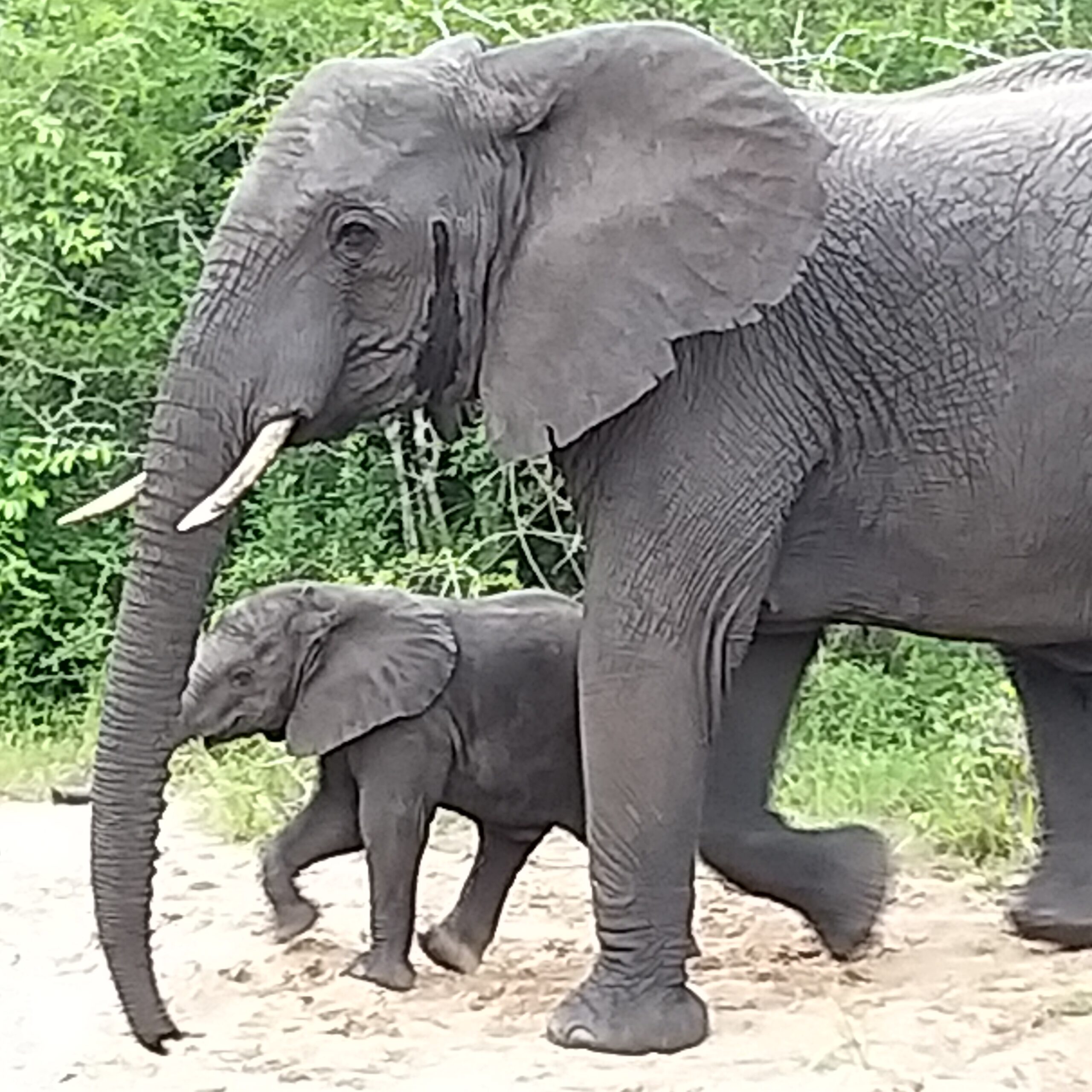 Elephants at Tembe Elephant Park